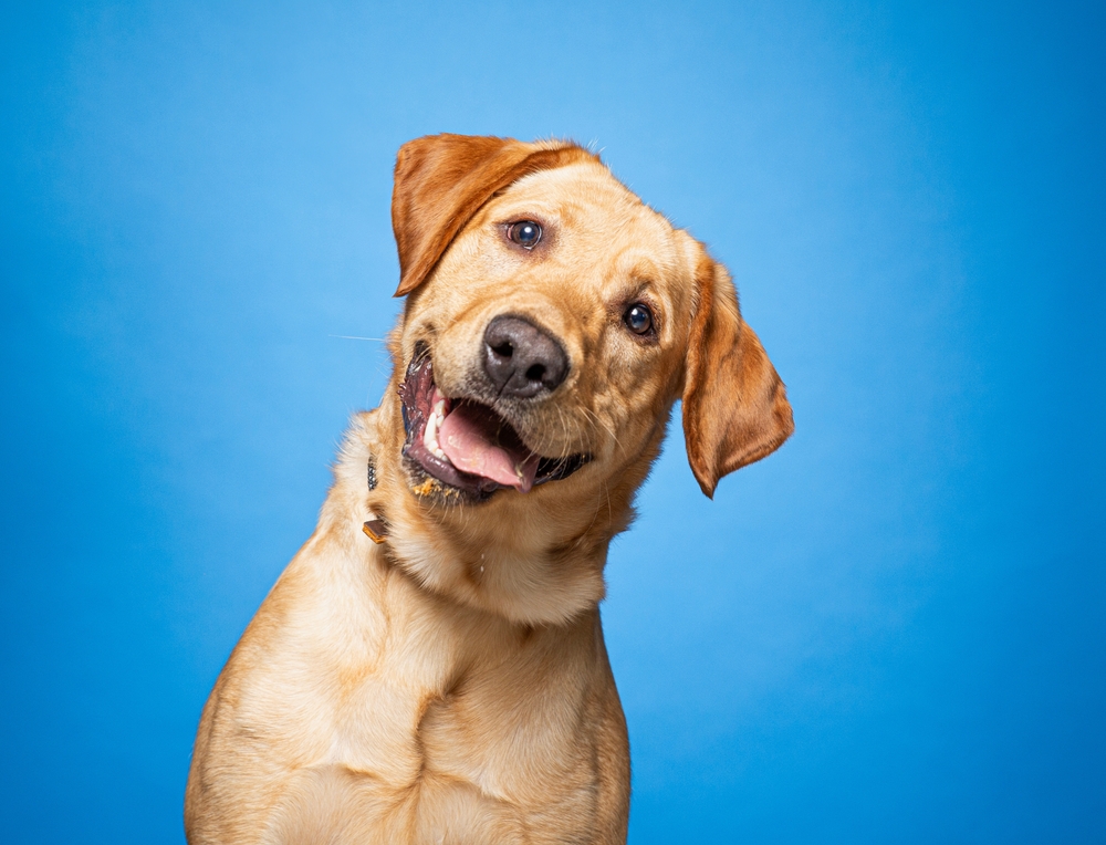 Editorial Continued: Best of Breed